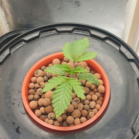Funkfetti growlog timeline photo