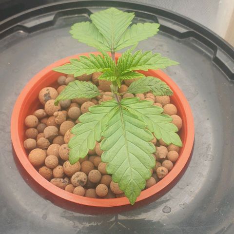 Funkfetti growlog timeline photo