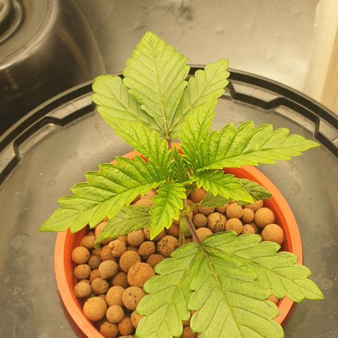 Funkfetti growlog timeline photo
