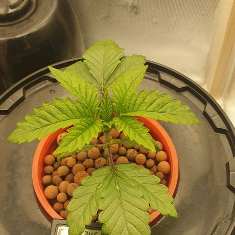 Funkfetti growlog timeline photo