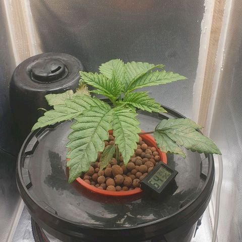 Funkfetti growlog timeline photo