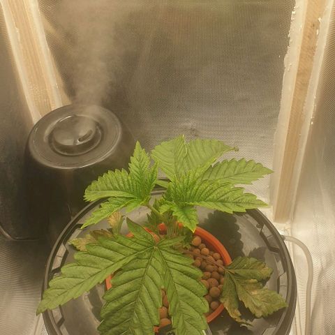 Funkfetti growlog timeline photo