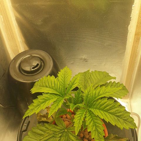 Funkfetti growlog timeline photo