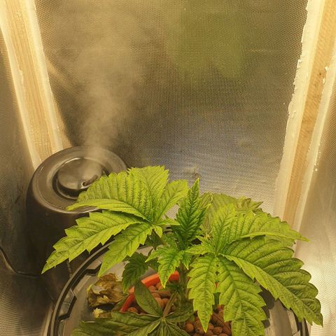 Funkfetti growlog timeline photo