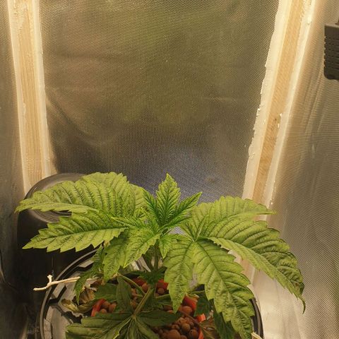 Funkfetti growlog timeline photo