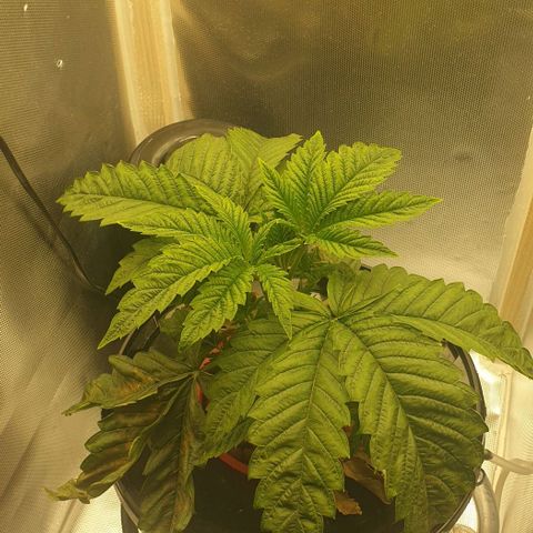 Funkfetti growlog timeline photo