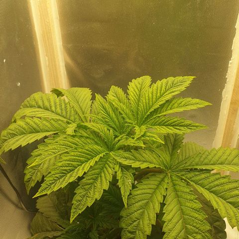 Funkfetti growlog timeline photo