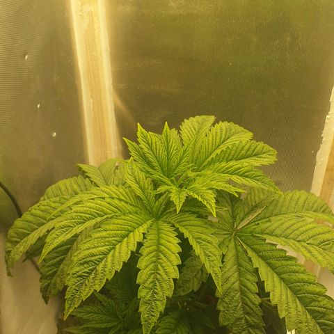 Funkfetti growlog timeline photo