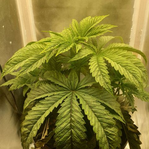 Funkfetti growlog timeline photo