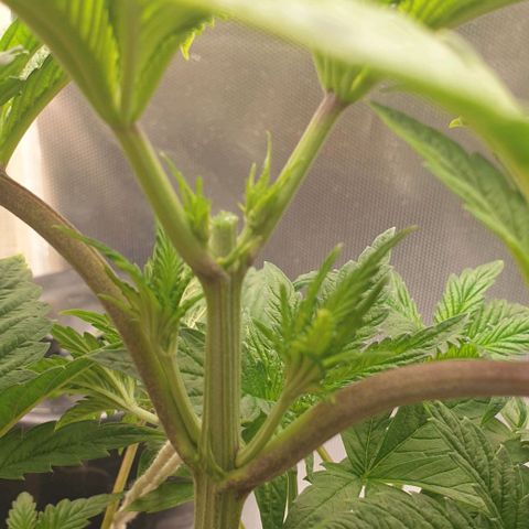 Funkfetti growlog timeline photo