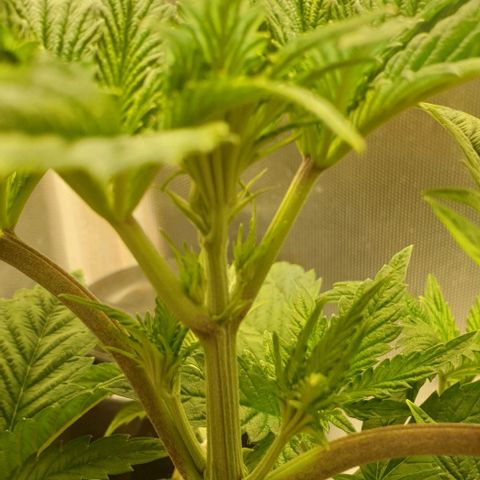 Funkfetti growlog timeline photo