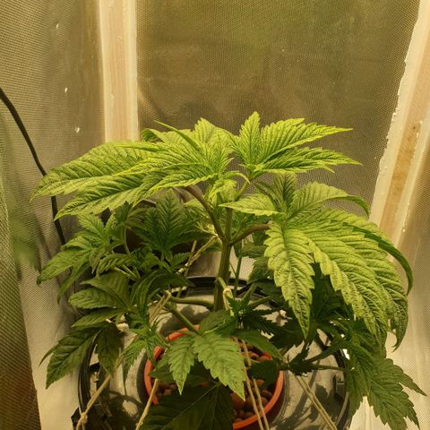 Funkfetti growlog timeline photo