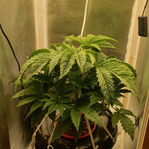Funkfetti growlog timeline photo
