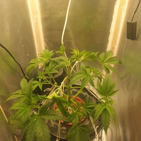 Funkfetti growlog photo: 1,8