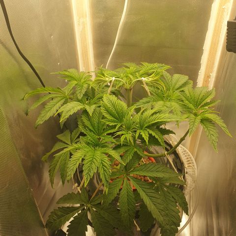 Funkfetti growlog photo: 1.8