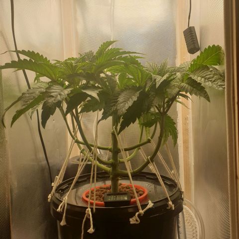 Funkfetti growlog timeline photo