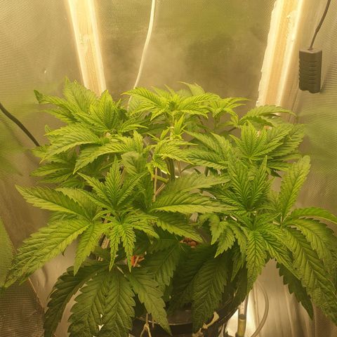 Funkfetti growlog photo: 1.9