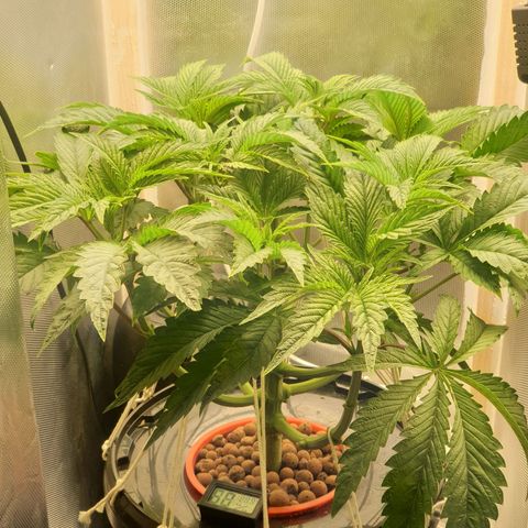Funkfetti growlog photo: 2.0
