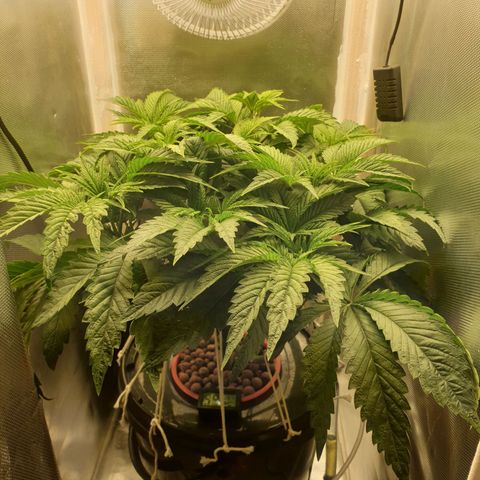 Funkfetti growlog photo: 1.9