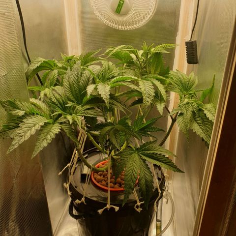 Funkfetti growlog photo: 1,7