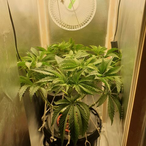 Funkfetti growlog photo: 1.9