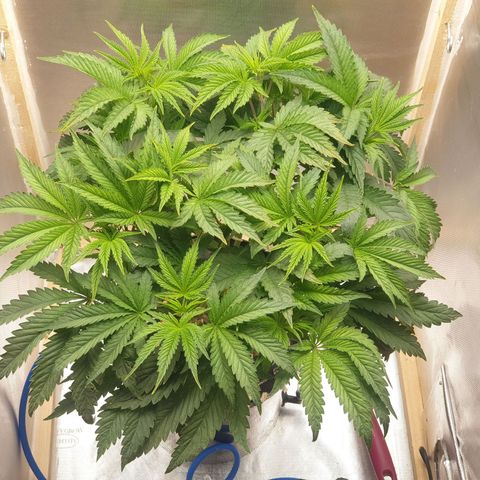 Funkfetti growlog photo: 1.85