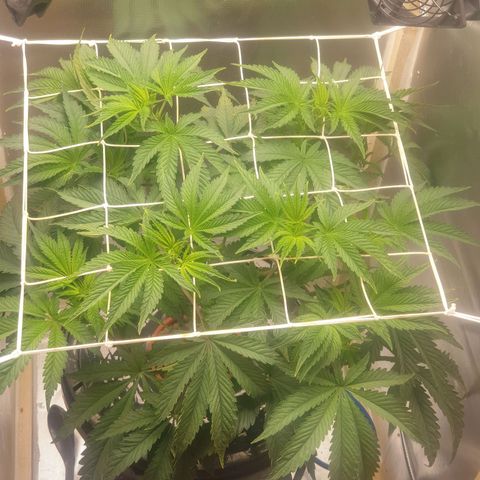 Funkfetti growlog photo: 2