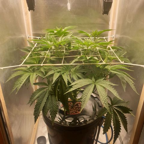 Funkfetti growlog photo: 2