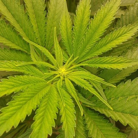 Funkfetti growlog timeline photo