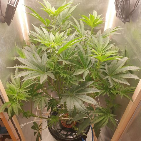 Funkfetti growlog photo: 2.15