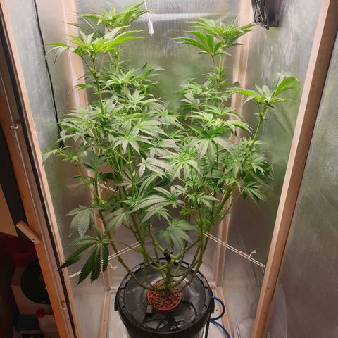 Funkfetti growlog photo: 2.2