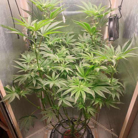 Funkfetti growlog photo: 2.2