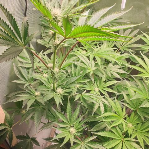 Funkfetti growlog timeline photo