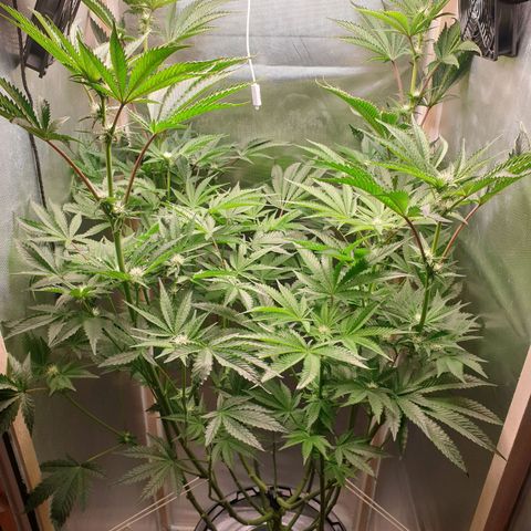 Funkfetti growlog photo: 2.3