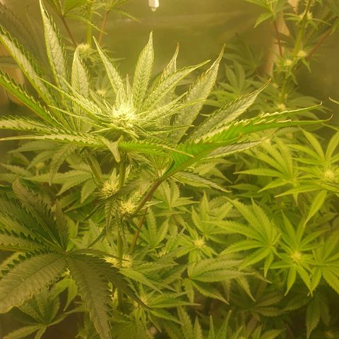 Funkfetti growlog timeline photo