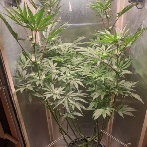Funkfetti growlog photo: 2.15