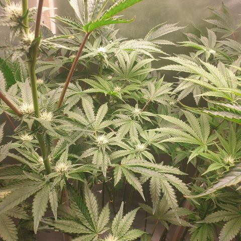 Funkfetti growlog timeline photo