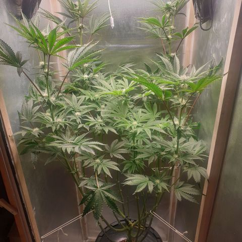 Funkfetti growlog photo: 2,12