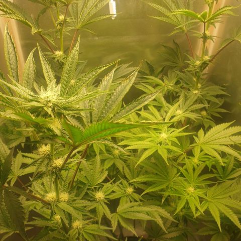 Funkfetti growlog photo: 2,12