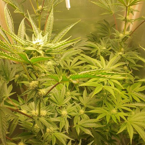 Funkfetti growlog timeline photo