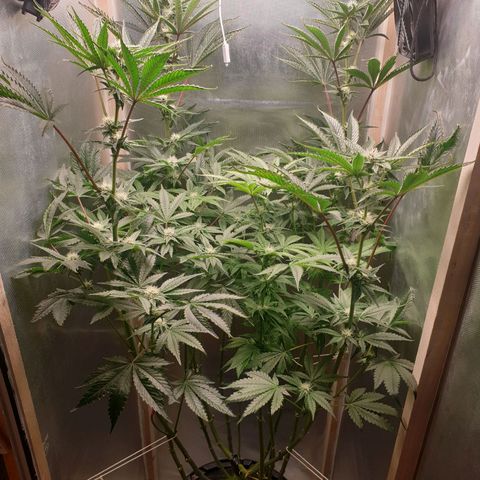 Funkfetti growlog photo: 2.2