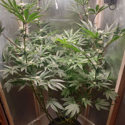 Funkfetti growlog photo: 2.05