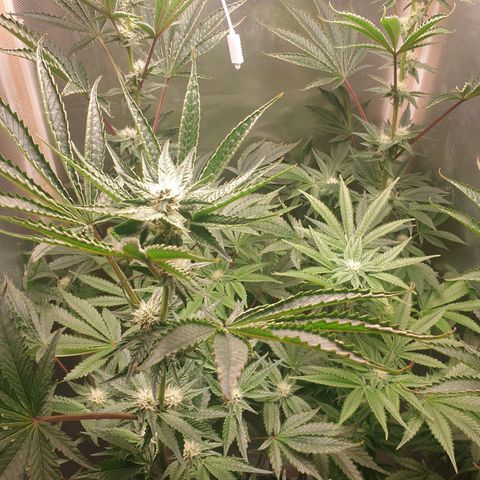 Funkfetti growlog photo: 2.05