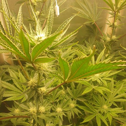 Funkfetti growlog photo: 2.1