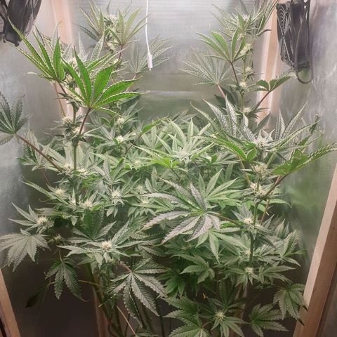Funkfetti growlog photo: 2.1