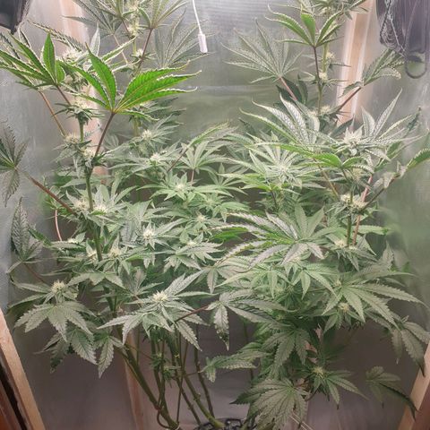 Funkfetti growlog photo: 2,2