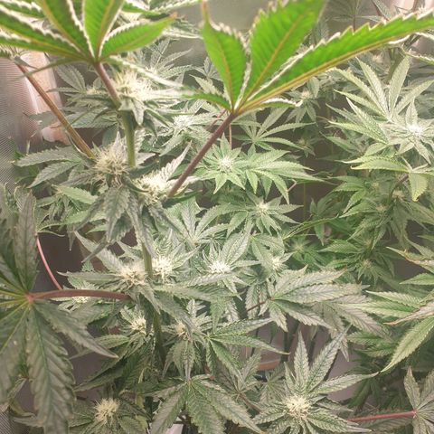 Funkfetti growlog photo: 2,2