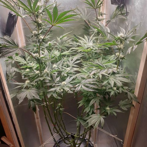 Funkfetti growlog photo: 2.2