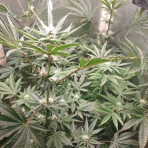 Funkfetti growlog photo: 2.2