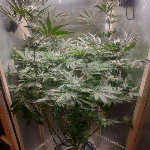 Funkfetti growlog photo: 2